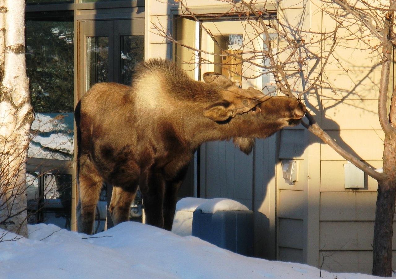 Susitna Place B&B Anchorage Exterior foto